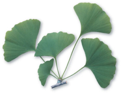 Herb Basics Image